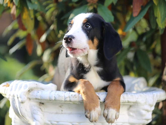 Great Swiss Mountain Dog puppy for sale