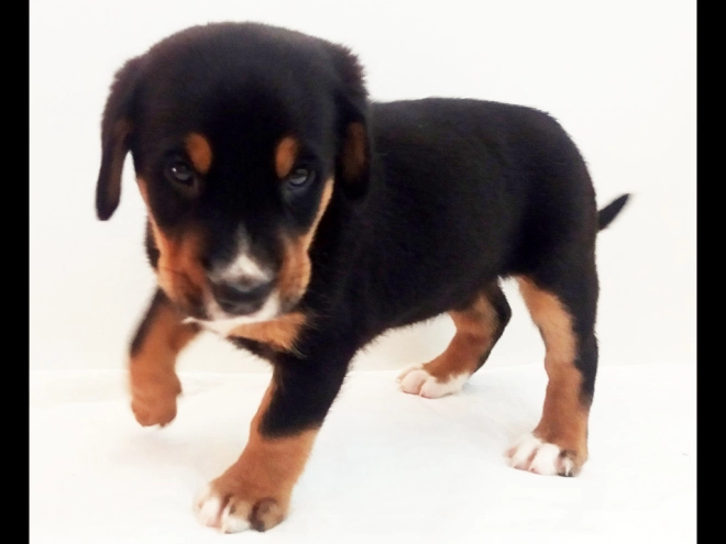 Great Swiss Mountain Dog puppy for sale