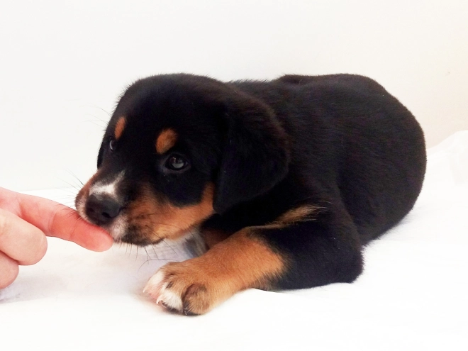 Great Swiss Mountain Dog puppy for sale