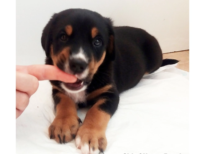 Great Swiss Mountain Dog puppy for sale