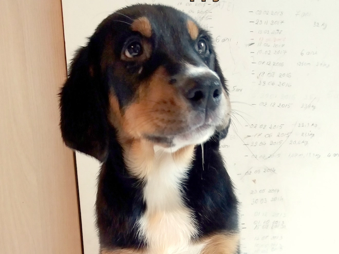 Great Swiss Mountain Dog puppy for sale