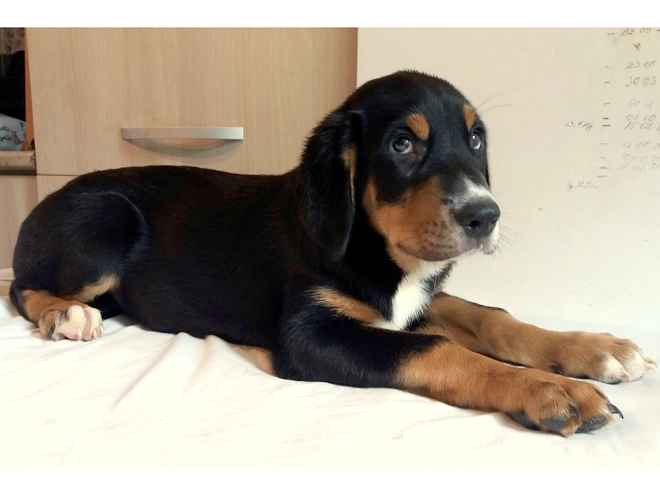 Great Swiss Mountain Dog puppy for sale