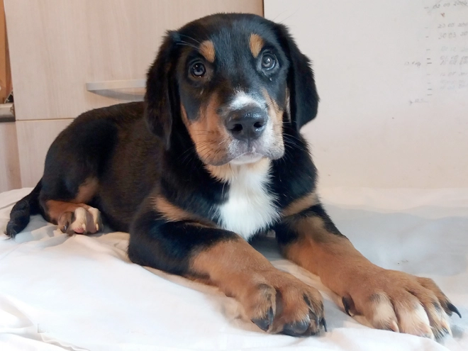 Great Swiss Mountain Dog puppy for sale