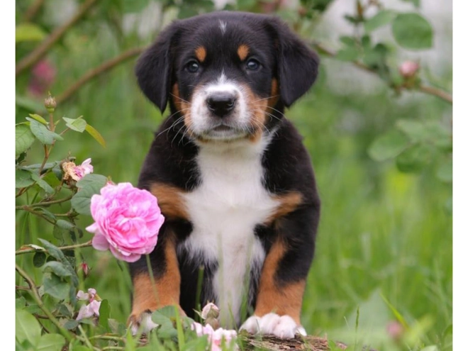 Great Swiss Mountain Dog puppy for sale