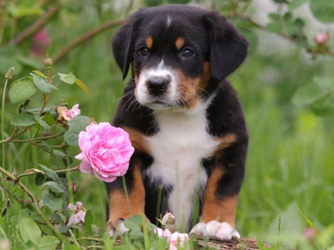 Great Swiss Mountain Dog puppy for sale