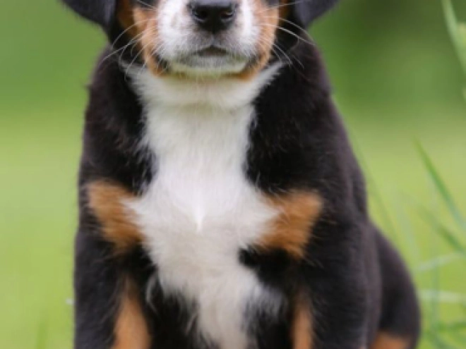 Great Swiss Mountain Dog puppy for sale