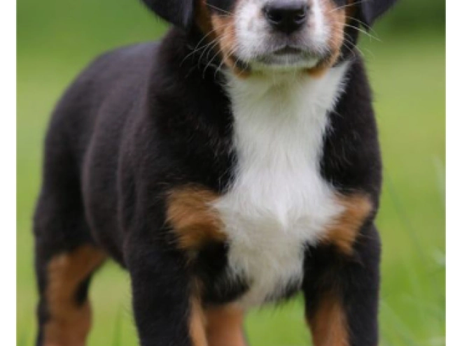 Great Swiss Mountain Dog puppy for sale