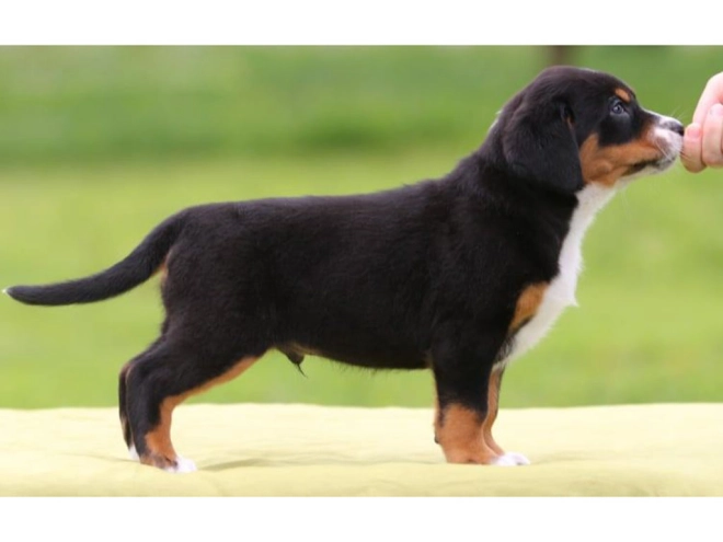 Great Swiss Mountain Dog puppy for sale