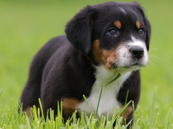 Great Swiss Mountain Dog puppy for sale
