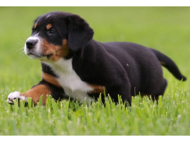 Great Swiss Mountain Dog puppy for sale