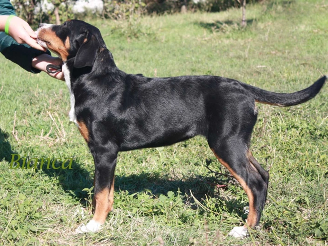 Great Swiss Mountain Dog puppy for sale