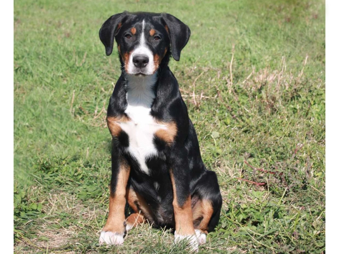Great Swiss Mountain Dog puppy for sale