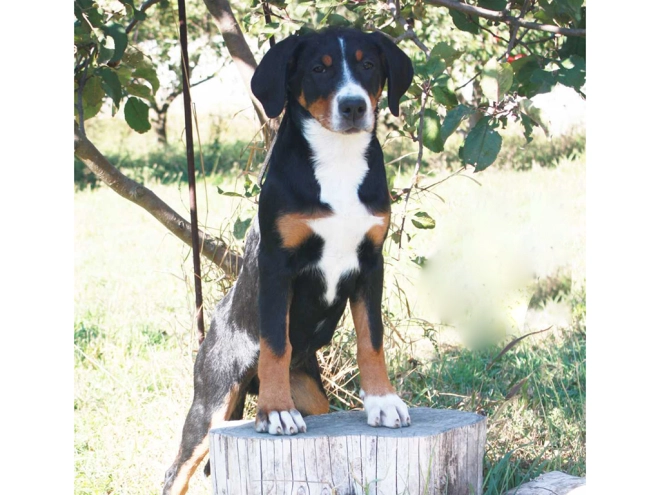 Great Swiss Mountain Dog puppy for sale