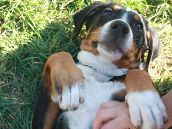 Great Swiss Mountain Dog puppy for sale