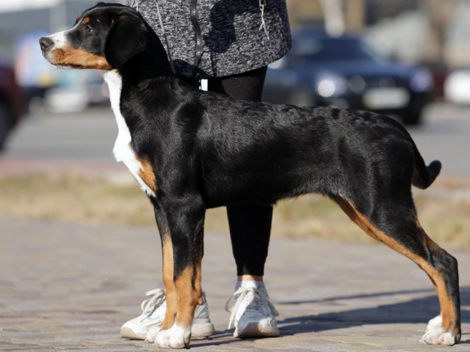 Great Swiss Mountain Dog puppy for sale