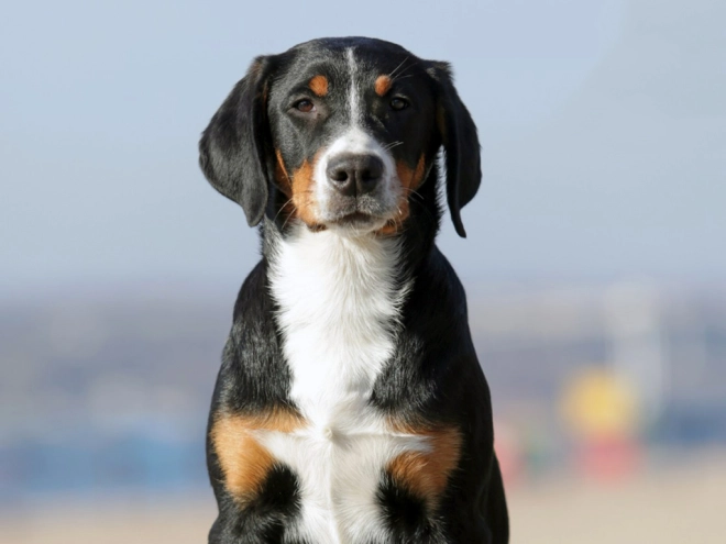 Great Swiss Mountain Dog puppy for sale