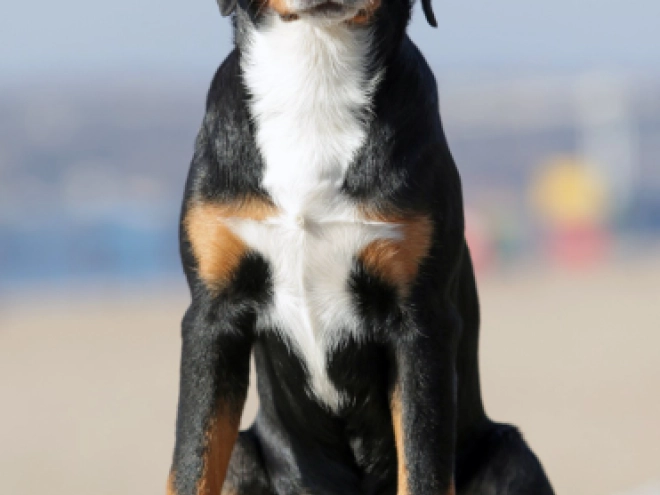 Great Swiss Mountain Dog puppy for sale