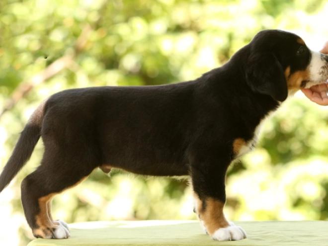 Great Swiss Mountain Dog puppy for sale