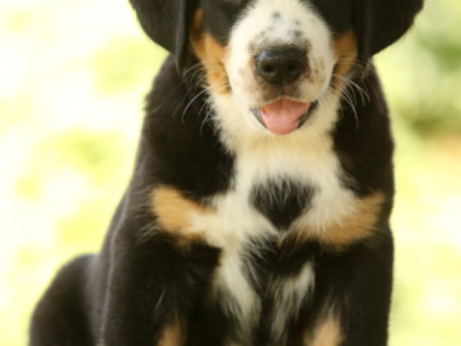 Great Swiss Mountain Dog puppy for sale