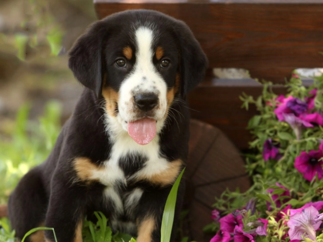 Great Swiss Mountain Dog puppy for sale
