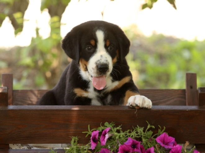 Great Swiss Mountain Dog puppy for sale