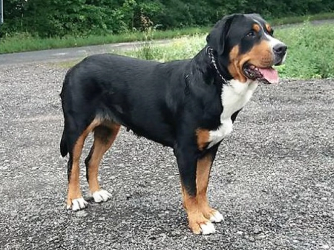 Great Swiss Mountain Dog puppy for sale