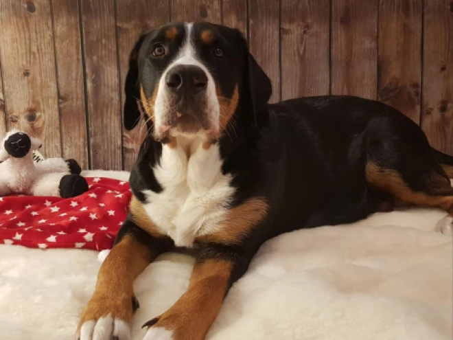Great Swiss Mountain Dog puppy for sale
