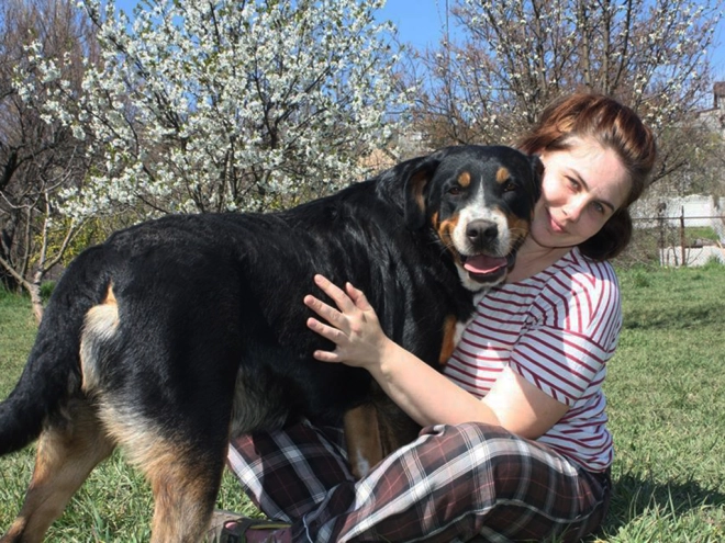 Great Swiss Mountain Dog puppy for sale