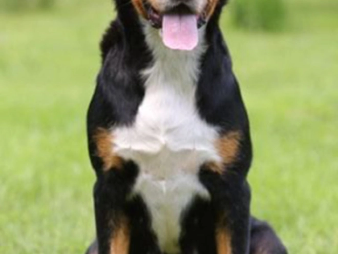 Great Swiss Mountain Dog puppy for sale