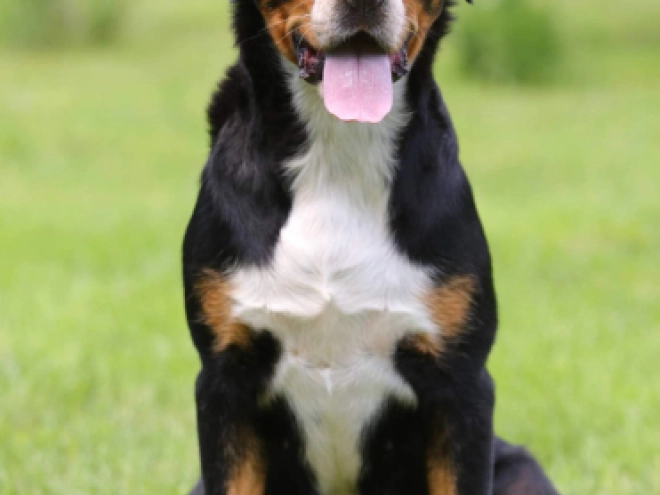 Great Swiss Mountain Dog puppy for sale