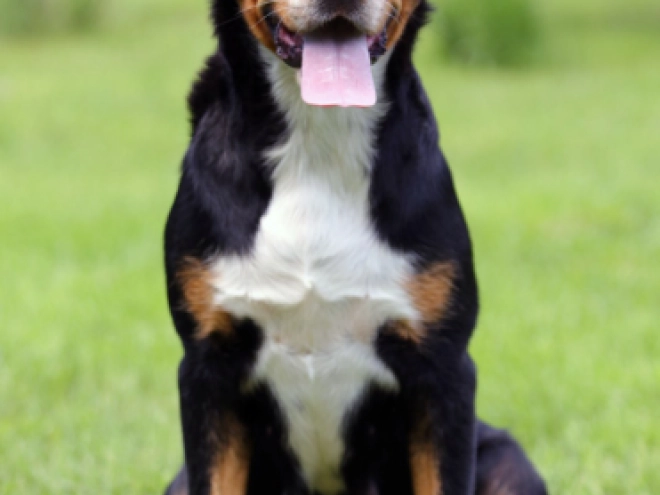 Great Swiss Mountain Dog puppy for sale