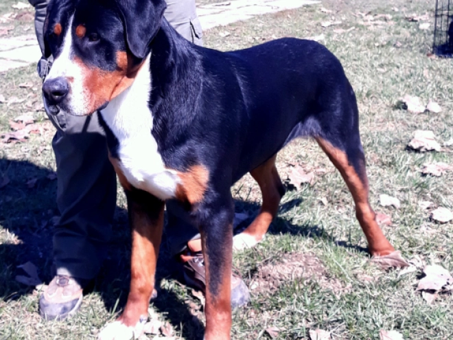 Great Swiss Mountain Dog puppy for sale