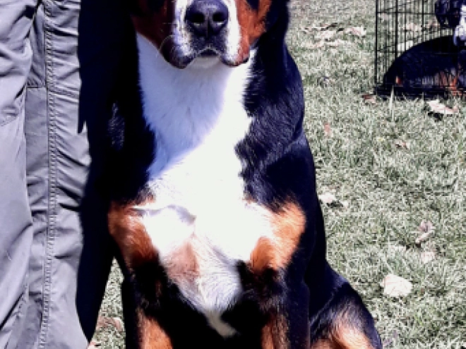 Great Swiss Mountain Dog puppy for sale