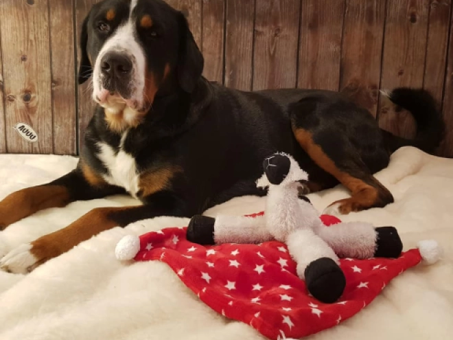 Great Swiss Mountain Dog puppy for sale