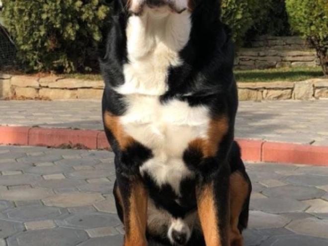 Great Swiss Mountain Dog puppy for sale