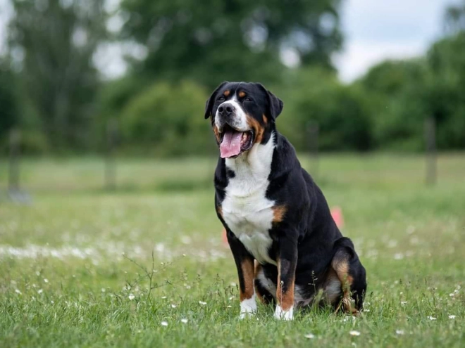 Great Swiss Mountain Dog puppy for sale