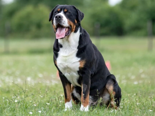 Great Swiss Mountain Dog puppy for sale