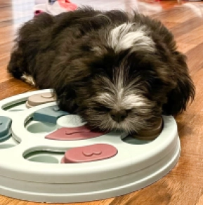 Havanese puppy