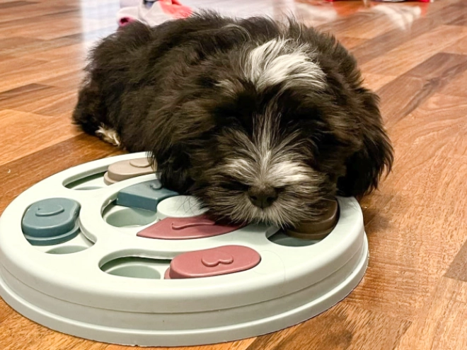 Havanese puppy for sale