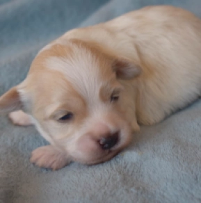 Havanese puppy for sale