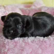 Havanese puppy for sale