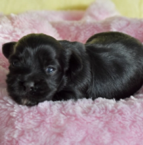 Havanese puppy for sale