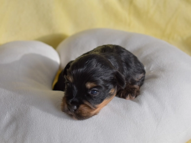 Havanese puppy for sale