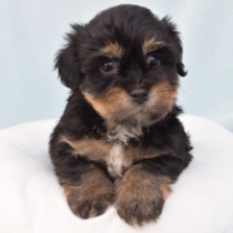 Havanese puppy for sale