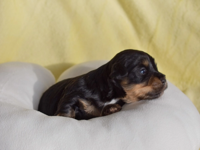 Havanese puppy for sale