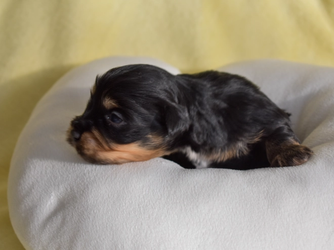 Havanese puppy for sale