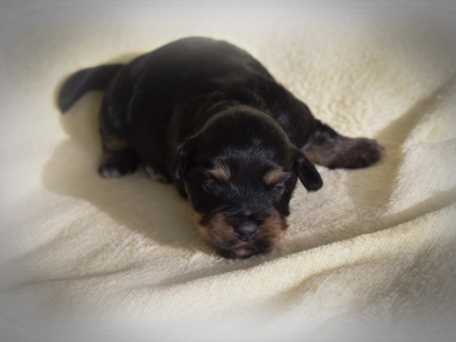 Havanese puppy for sale