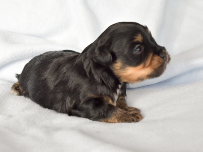 Havanese puppy for sale