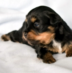 Havanese puppy for sale