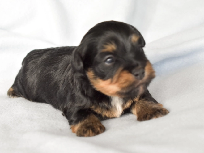 Havanese puppy for sale